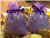 Nụ hoa lavender, túi thơm