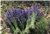 Hoa oải hương khô lavendin