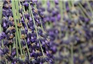 France - lavender Hoa oải hương khô True lavender